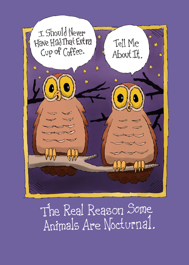 Nocturnal Animals (Birthday)